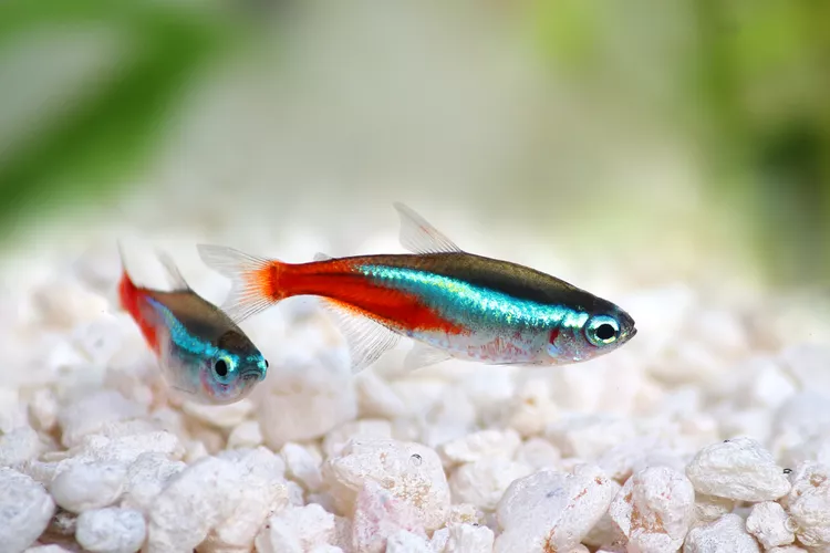 Neon Tetra